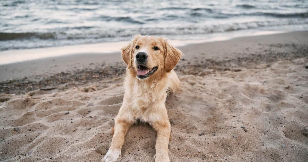 Pet Friendly Hotels Fort Lauderdale Beach: Ocean Manor